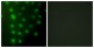 AKAP8 / AKAP95 Antibody (aa331-380)